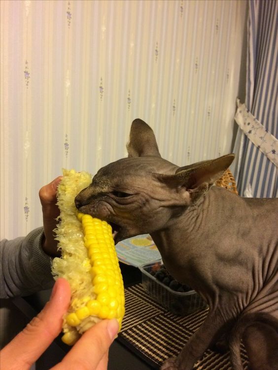 can cats eat corn